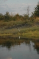 Egret reflection on the Zambesi 